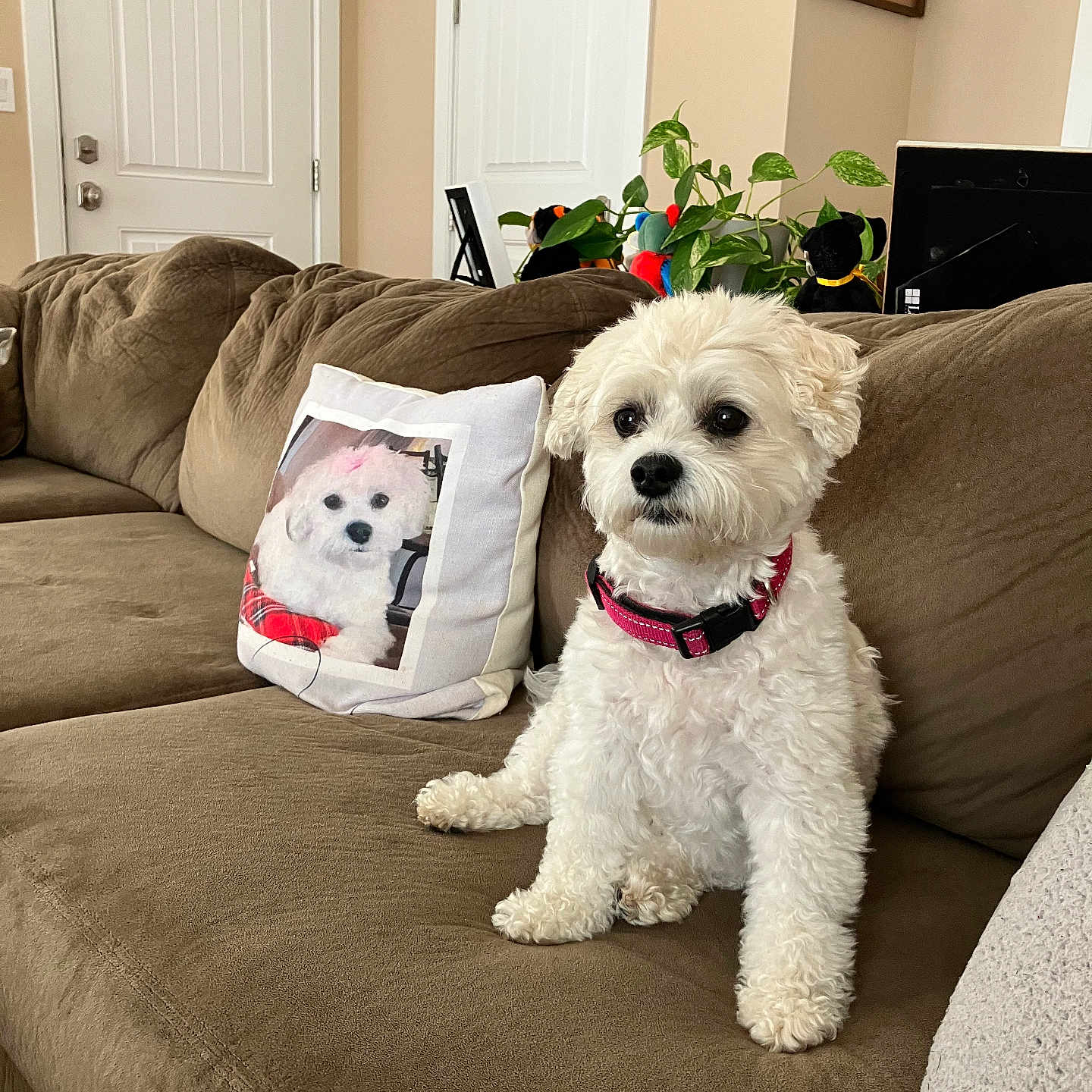 Bella is registered to the contest to win money with this photo: brown_couch, couch, cozy, curly_fur, decor, dog, domestic_animal, furniture, home_interior, indoor, living_room, pet, photo_frame, pillow, pink_collar, plant, relaxed, seated, soft_texture, white_dog