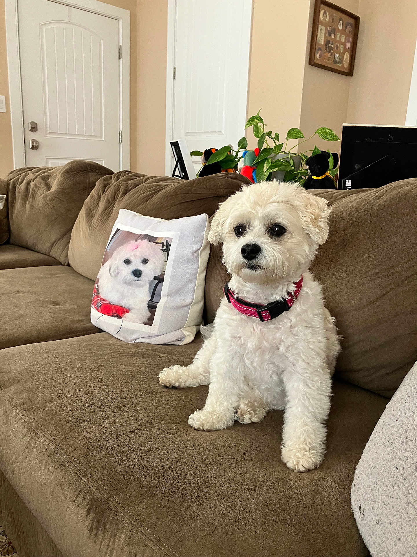 Bella is registered to the contest to win money with this photo: dog, couch, pillow, white_dog, living_room, plant, decor, photo_frame, brown_couch, pink_collar, pet, indoor, seated, cozy, furniture, curly_fur, domestic_animal, home_interior, soft_texture, relaxed