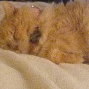 Kit-Kat joined the competition — help win amazing prizes! cat, ginger_cat, sleeping, cozy, blanket, pet, feline, fur, resting, indoor, animal, cute, domestic_animal, mammal, nap, closeup, soft, warm, comfort, home