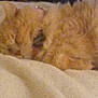 cat, ginger_cat, sleeping, cozy, blanket, pet, feline, fur, resting, indoor, animal, cute, domestic_animal, mammal, nap, closeup, soft, warm, comfort, home