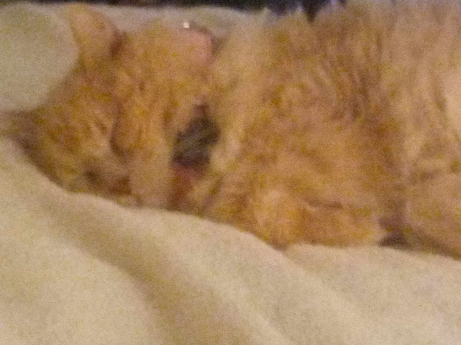 Kit-Kat