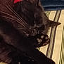 black_cat, sleeping, paw, whiskers, striped_bedspread, pet, feline, closeup, cozy, resting, indoor, fur, animal, cute, relaxed, soft, sleep, domestic_cat, quiet, napping