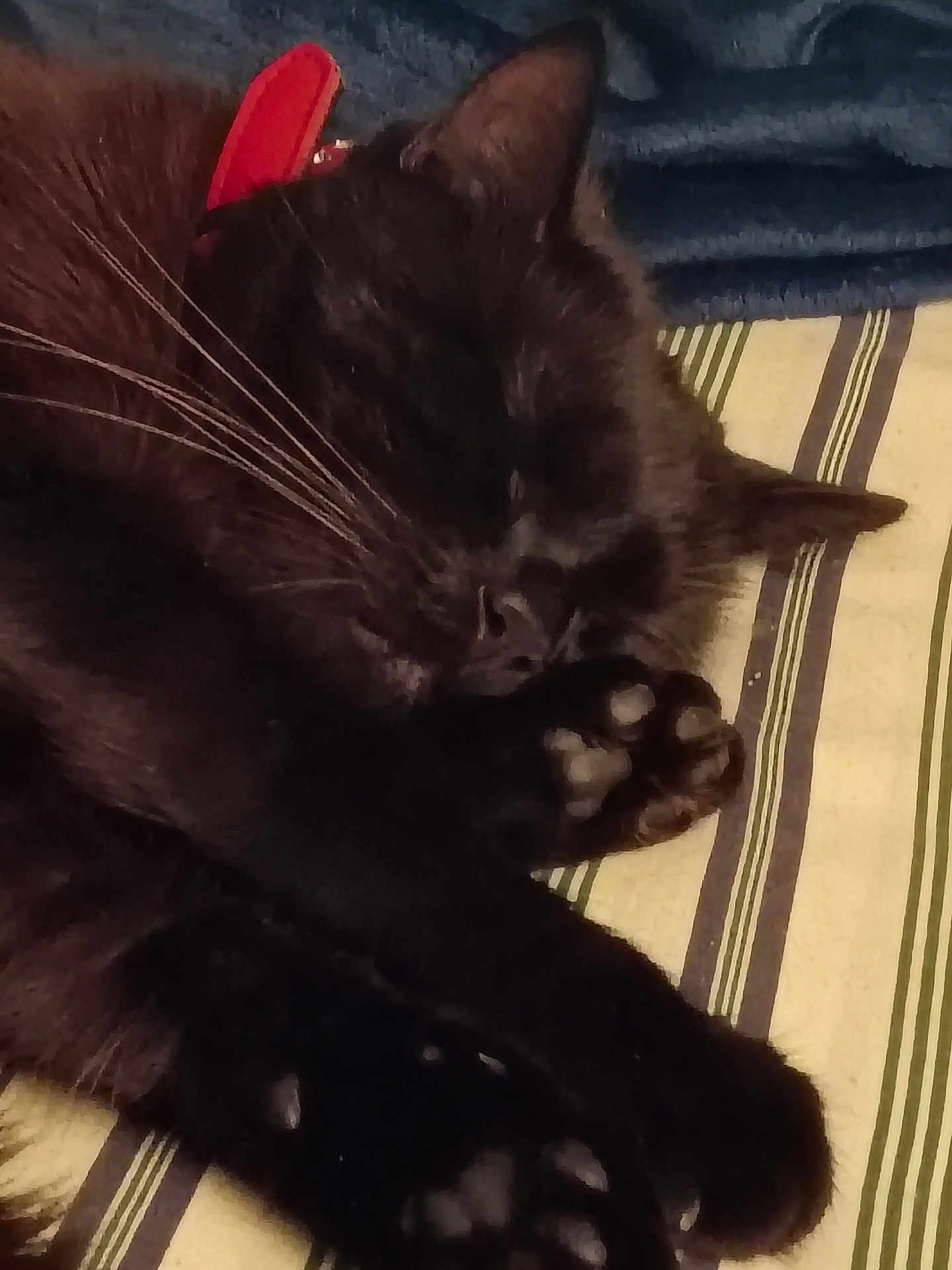 Cole joined the competition — help win amazing prizes! black_cat, sleeping, paw, whiskers, striped_bedspread, pet, feline, closeup, cozy, resting, indoor, fur, animal, cute, relaxed, soft, sleep, domestic_cat, quiet, napping