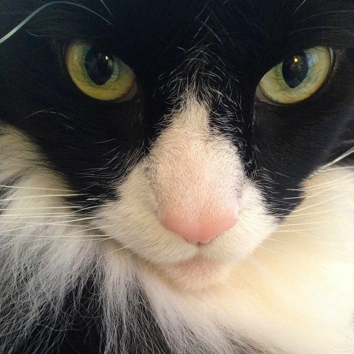 Johnny Deppster is registered to the contest to win money with this photo: animal, black_and_white, cat, close_up, closeup, cute, domestic_cat, eye, eyes, face, feline, fur, mammal, nose, pet, pink_nose, portrait, soft_fur, whisker, whiskers