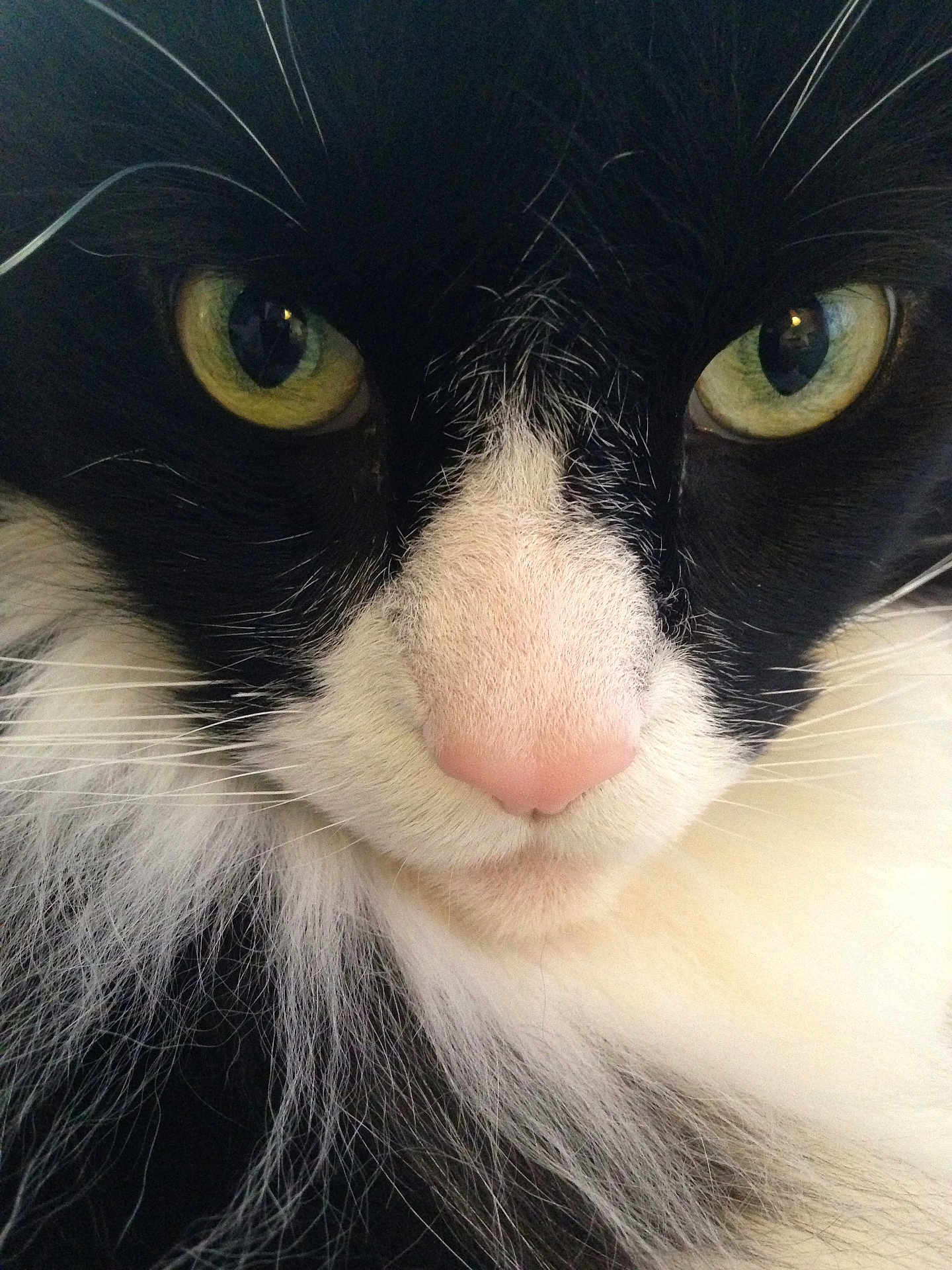 Johnny Deppster is registered to the contest to win money with this photo: animal, black_and_white, cat, close_up, closeup, cute, domestic_cat, eye, eyes, face, feline, fur, mammal, nose, pet, pink_nose, portrait, soft_fur, whisker, whiskers