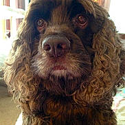 Sir Hersheybear is registered to the contest to win money with this photo: animal, brown_fur, close_up, companion, cozy, curly_hair, cute, dog, domestic, ears, expression, face, furry, household, indoor, looking, mammal, nose, pet, portrait