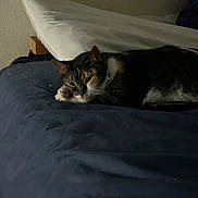 Belle is registered to the contest to win money with this photo: animal, bed, blue, cat, comfort, cozy, dark, feline, fur, home, indoor, pet, pillow, quiet, relaxation, resting, sleepy, soft, still_life, white