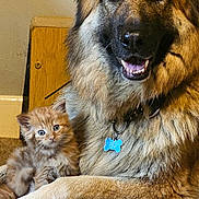 Chase is registered to the contest to win money with this photo: dog, cat, german_shepherd, kitten, indoor, carpet, pet, animal, furry, friendship, cute, companion, relaxed, domestic, mammal, brown, orange, collar, tag, floor