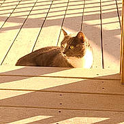Luna is registered to the contest to win money with this photo: animal, calm, cat, daytime, deck, domestic_animal, feline, gray_cat, home, nature, outdoor, pet, quiet, relaxing, resting, shadows, sunlight, sunny, white_cat, wooden_deck