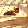 animal, calm, cat, daytime, deck, domestic_animal, feline, gray_cat, home, nature, outdoor, pet, quiet, relaxing, resting, shadows, sunlight, sunny, white_cat, wooden_deck