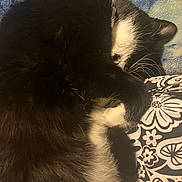 Domino joined the competition — help win amazing prizes! cat, tuxedo_cat, sleeping, curled_up, paw, whiskers, fur, blanket, patterned_sheet, indoor, closeup, cozy, nap, pet, domestic_animal, white_markings, ear, floral_pattern, bedding, fur_texture