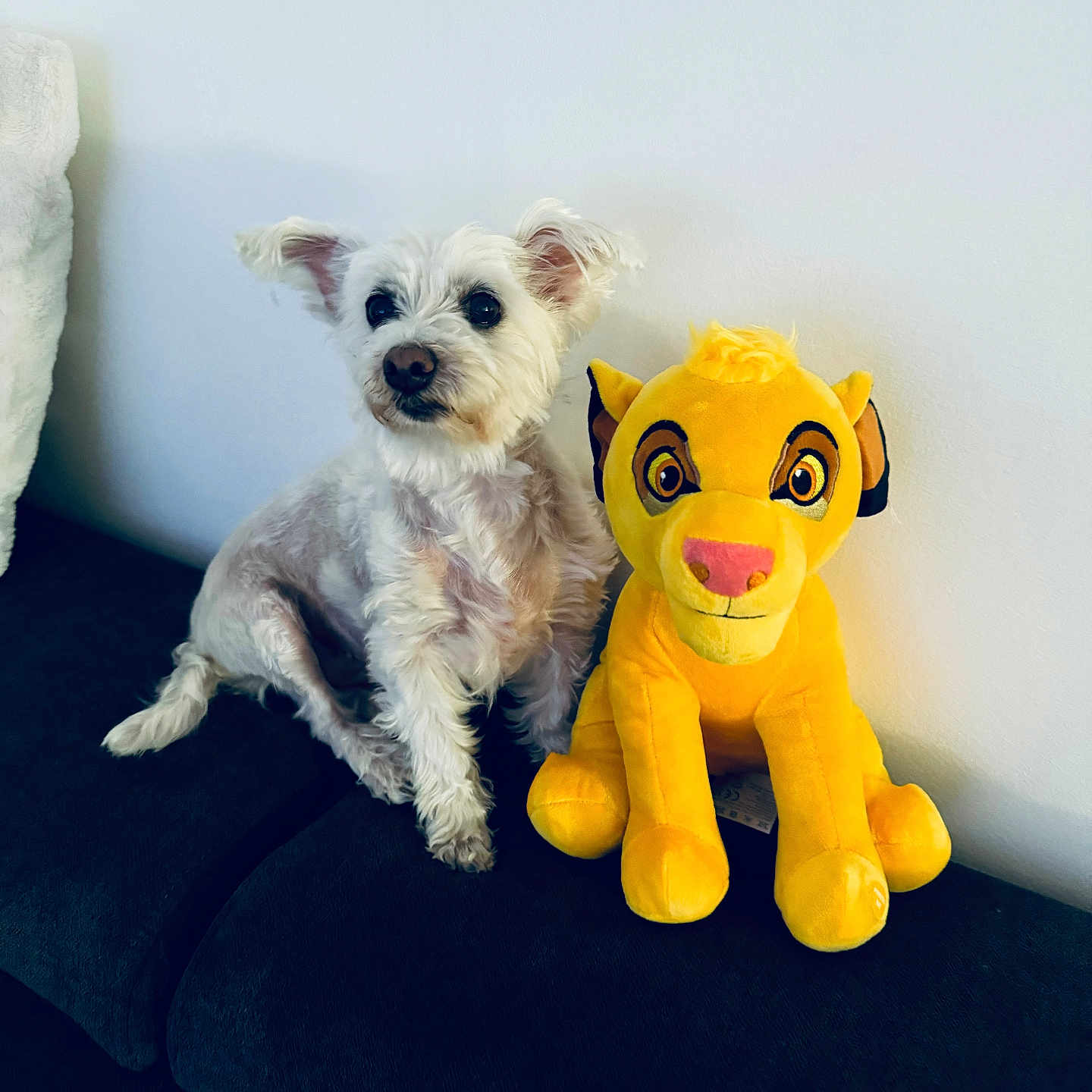 Lolita participe au concours pour gagner de l'argent avec cette photo : animal, architecture, building, canine, couch, cushion, dog, furniture, homedecor, indoors, livingroom, pet, pillow, plush, puppy, room, teddybear, terrier, toy, whitedog