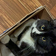 Dash is registered to the contest to win money with this photo: cat, black_and_white, cardboard_box, towel, wooden_floor, whiskers, pet, feline, indoor, cozy, curious, animal, close_up, fur, eyes, resting, cute, domestic, looking_up, portrait
