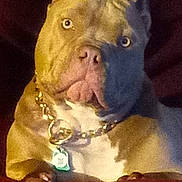 Lacy is registered to the contest to win money with this photo: dog, pitbull, collar, chain, pet, animal, brown, white, closeup, portrait, paw, indoor, furniture, resting, looking, ears, face, canine, alert, domestic