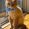 cat, orange_cat, bow_tie, window, sunlight, indoor, pet, animal, wooden_floor, shadow, sitting, looking, portrait, feline, domestic_cat, cute, fluffy_tail, natural_light, home, cozy