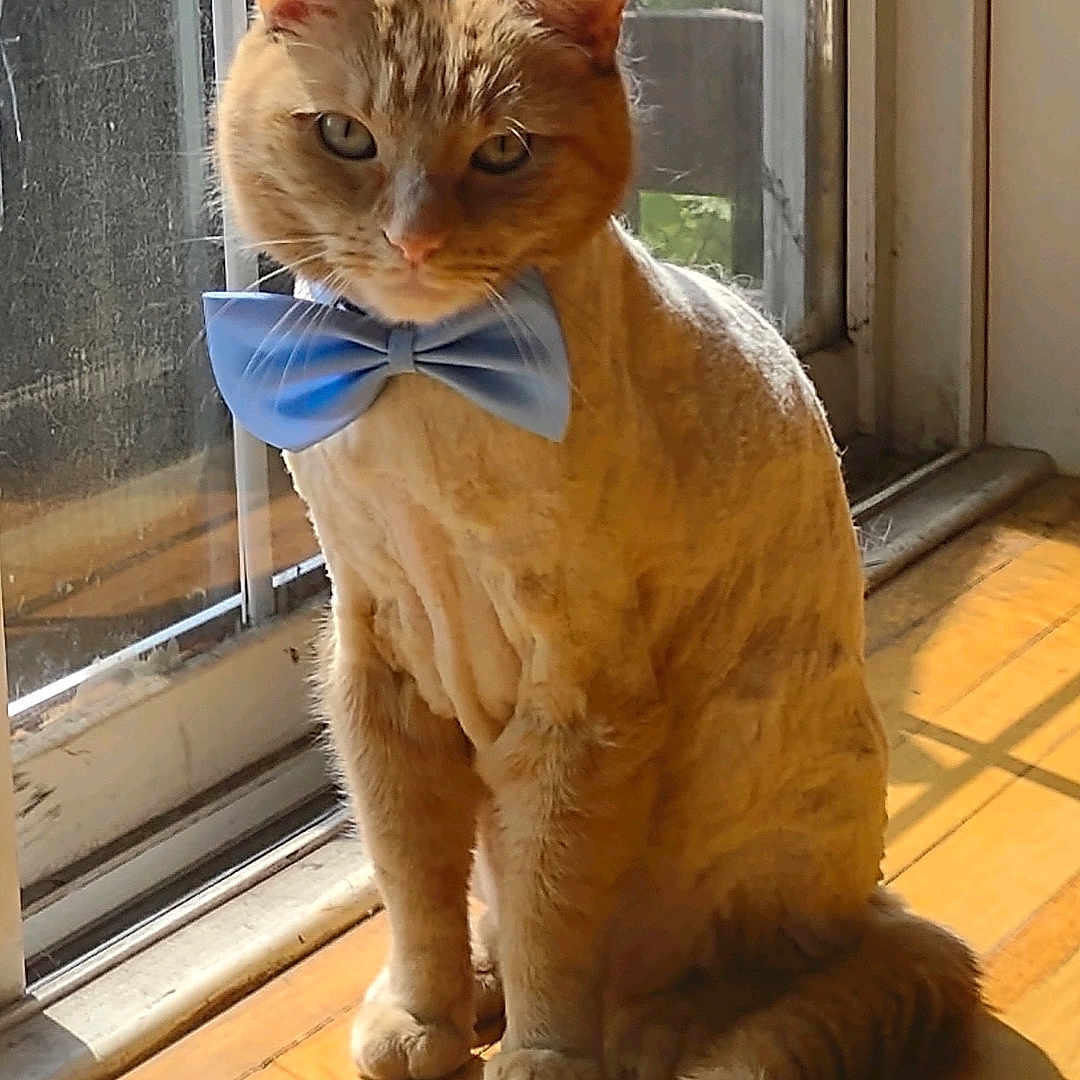 Thomas is registered to the contest to win money with this photo: cat, orange_cat, bow_tie, window, sunlight, indoor, pet, animal, wooden_floor, shadow, sitting, looking, portrait, feline, domestic_cat, cute, fluffy_tail, natural_light, home, cozy