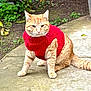 cat, orange_tabby, red_sweater, knitted, pet, outdoor, concrete, path, greenery, foliage, earth, animal, fur, whiskers, sitting, cute, domestic_cat, fashion, winter_wear, pet_clothing