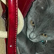 Perle a rejoint le concours — aidez-le/la à gagner de superbes lots ! carnivoran, cat, cat_like_mammal, chartreux, korat, russian_blue, small_to_medium_sized_cats, snout, whiskers