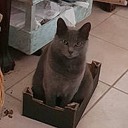 Thalys a rejoint le concours — aidez-le/la à gagner de superbes lots ! animal, calm, cardboard_box, cat, cozy, curious, cute, domestic_cat, feline, floor, floor_tiles, furniture, gray_cat, home, indoor, looking, pet, sitting, small_box, storage_box