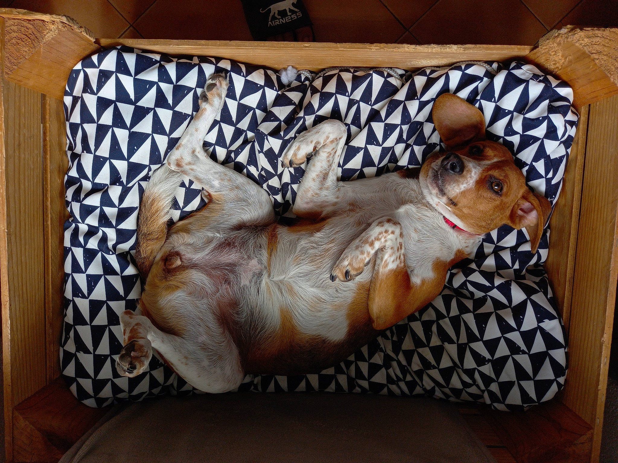 Mia participe au concours pour gagner de l'argent avec cette photo : art, bedding, comfort, companion_dog, couch, eyewear, fawn, felidae, glasses, linens, nap, pattern, rectangle, room, small_to_medium_sized_cats, studio_couch, textile, throw_pillow, visual_arts, wood