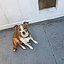 dog, brown, white, pet, sitting, concrete_floor, wall, door, collar, outdoor, canine, small_dog, looking_up, ears_up, short_fur, animal, companion, domestic, cute, curious