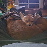 Mia joined the competition — help win amazing prizes! animal, architecture, bed, bedroom, blanket, building, canine, chihuahua, couch, dog, furniture, hound, indoors, interiordesign, person, pet, puppy, room, sleeping, wood