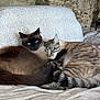 cat, cats, feline, snuggling, couch, blanket, stone_wall, indoor, pet, fur, sleeping, blue_eyes, striped, cozy, resting, companions, domestic_animal, whiskers, tail, relaxing