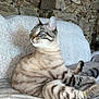 cat, striped_cat, feline, pet, indoor, couch, furniture, stone_wall, relaxed, resting, fur, whiskers, ears, tail, animal, mammal, domestic_animal, side_view, soft_texture, cozy