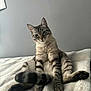 cat, tabby, pet, animal, feline, sitting, relaxed, indoor, fur, whiskers, ears, tail, blanket, bed, cozy, cute, domestic, gray_wall, soft, comfortable