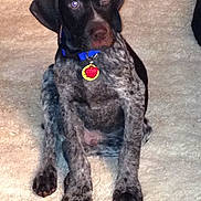 Gunner is registered to the contest to win money with this photo: puppy, dog, collar, pet, indoor, carpet, sitting, animal, cute, young, black, white, spotted, looking, ears, fur, tag, domestic, friendly, companion