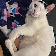 Demetrich is registered to the contest to win money with this photo: bell_collar, black_markings, blanket, cat, close_up, cozy, cute, feline, human_arm, indoor, looking_at_camera, one_eyed, paw, pet, portrait, relaxed, sitting, unicorn_blanket, whiskers, white_fur