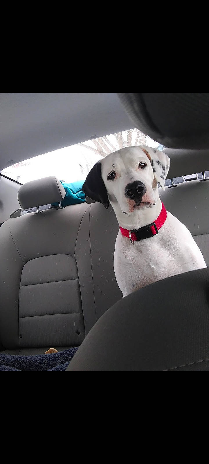 Daisy is registered to the contest to win money with this photo: automotive_design, automotive_exterior, car, car_seat, car_seat_cover, carnivore, collar, companion_dog, dog, dog_breed, dog_collar, dog_supply, head_restraint, motor_vehicle, pet_supply, snout, vehicle, vehicle_door, window, working_animal