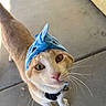 cat, animal, pet, shark_hat, costume, whiskers, orange_and_white, curious, looking_up, close_up, concrete_floor, indoor, collar, bell, cute, feline, domestic_cat, playful, headwear, ears