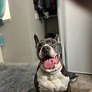 Macy is registered to the contest to win money with this photo: animal, black_and_white, carpet, clothing, collar, cozy, dog, door, ears_up, floor, fur, happy, indoor, light, pet, portrait, room, smiling, tongue_out, window