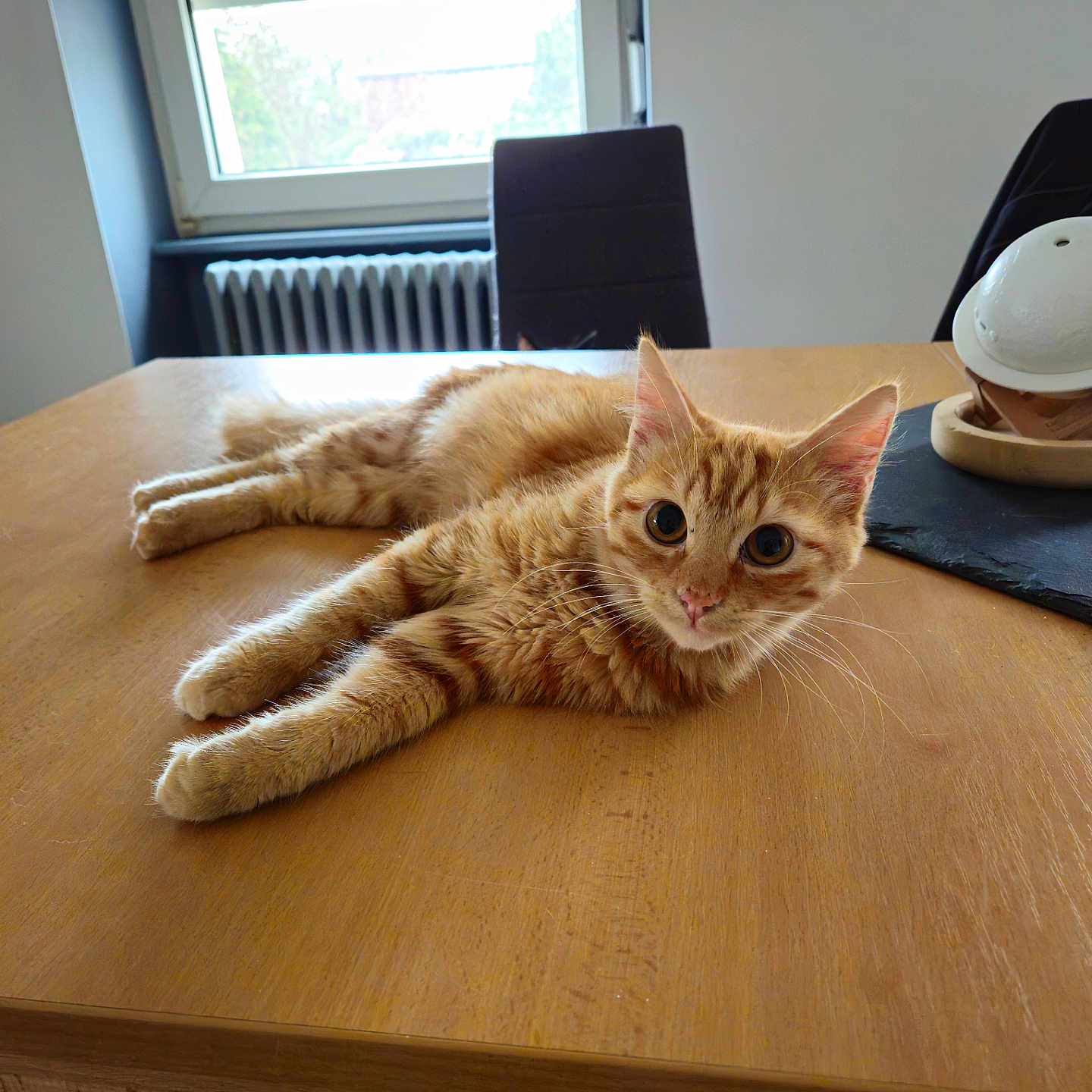 Chewie a rejoint le concours — aidez-le/la à gagner de superbes lots ! animal, cat, chair, coffeetable, computer, desk, diningtable, electronics, furniture, hardwood, helmet, indoors, interiordesign, laptop, pc, pet, plywood, table, tabletop, wood