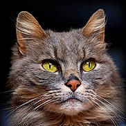 Tom participe au concours pour gagner de l'argent avec cette photo : cat, close_up, gray_fur, yellow_eyes, whiskers, portrait, animal, pet, feline, soft_fur, sharp_focus, dark_background, ears, nose, face, muzzle, alert, cute, whiskers_detail, fur_texture