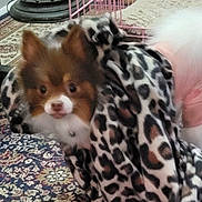 Foxy joined the competition — help win amazing prizes! dog, blanket, leopard_print, indoor, pet, small_dog, fur, carpet, pattern, pink, cage, cozy, animal, cute, brown, white, face, ears, snout, domestic