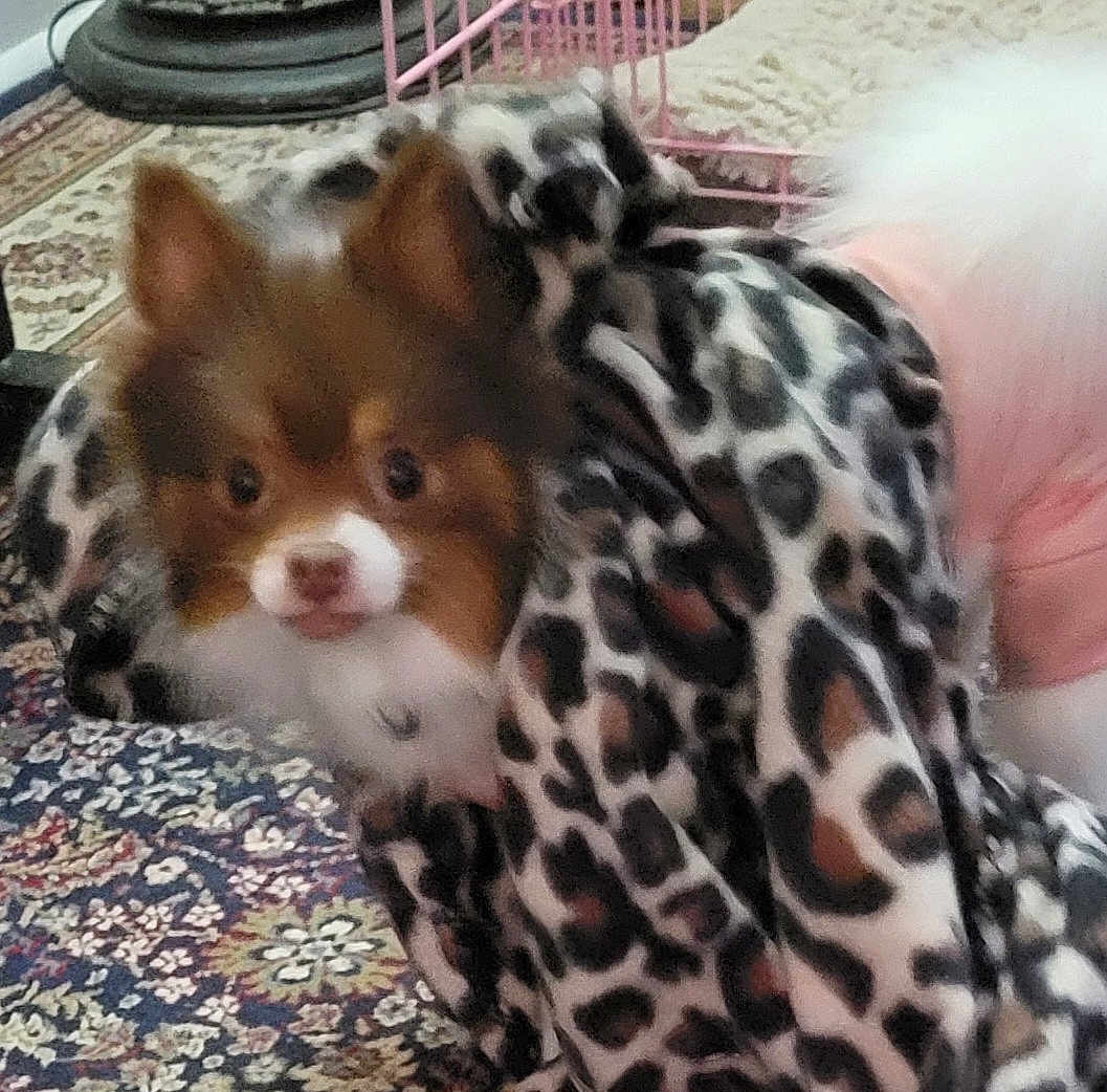 Foxy joined the competition — help win amazing prizes! dog, blanket, leopard_print, indoor, pet, small_dog, fur, carpet, pattern, pink, cage, cozy, animal, cute, brown, white, face, ears, snout, domestic