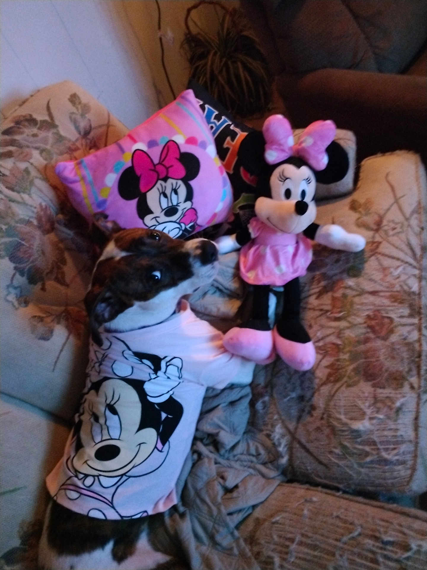 Kiera is registered to the contest to win money with this photo: animal, architecture, building, canine, chair, clothing, couch, cushion, dog, furniture, homedecor, hound, indoors, livingroom, pet, pillow, plush, puppy, room, toy