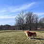 dog, grass, outdoor, tree, sky, cloud, leash, pet, nature, wind, field, animal, canine, daytime, bare_tree, park, fur, walking, landscape, blue_sky