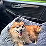 Sammy is registered to the contest to win money with this photo: dog, pomeranian, pet_bed, car_interior, happy, tongue_out, fluffy, orange_fur, gray_bed, car_door, window, greenery, seat, leather, relaxed, animal, canine, transport, travel, companion