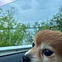 Sammy joined the competition — help win amazing prizes! dog, close_up, side_profile, car_interior, window, nature, trees, cloudy_sky, outdoor, pet, animal, fur, nose, eyes, calm, reflection, daytime, transportation, guardrail, travel
