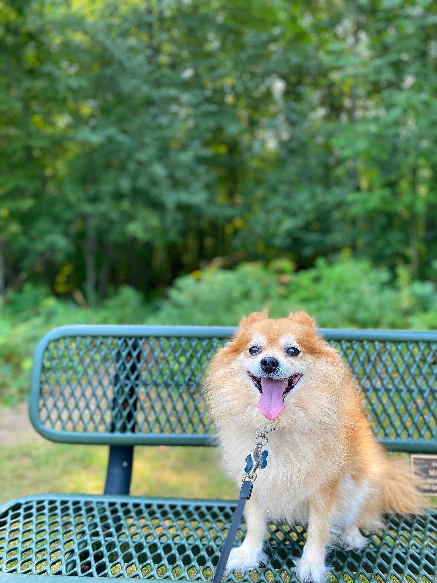 Sammy