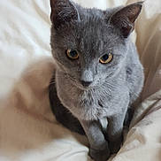 Buddy participe au concours pour gagner de l'argent avec cette photo : animal, blanket, cat, companion, cozy, curious, cute, domestic, ears, eyes, feline, fur, gray_cat, indoor, looking, pet, portrait, sitting, soft, whiskers