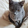 animal, blanket, cat, companion, cozy, curious, cute, domestic, ears, eyes, feline, fur, gray_cat, indoor, looking, pet, portrait, sitting, soft, whiskers