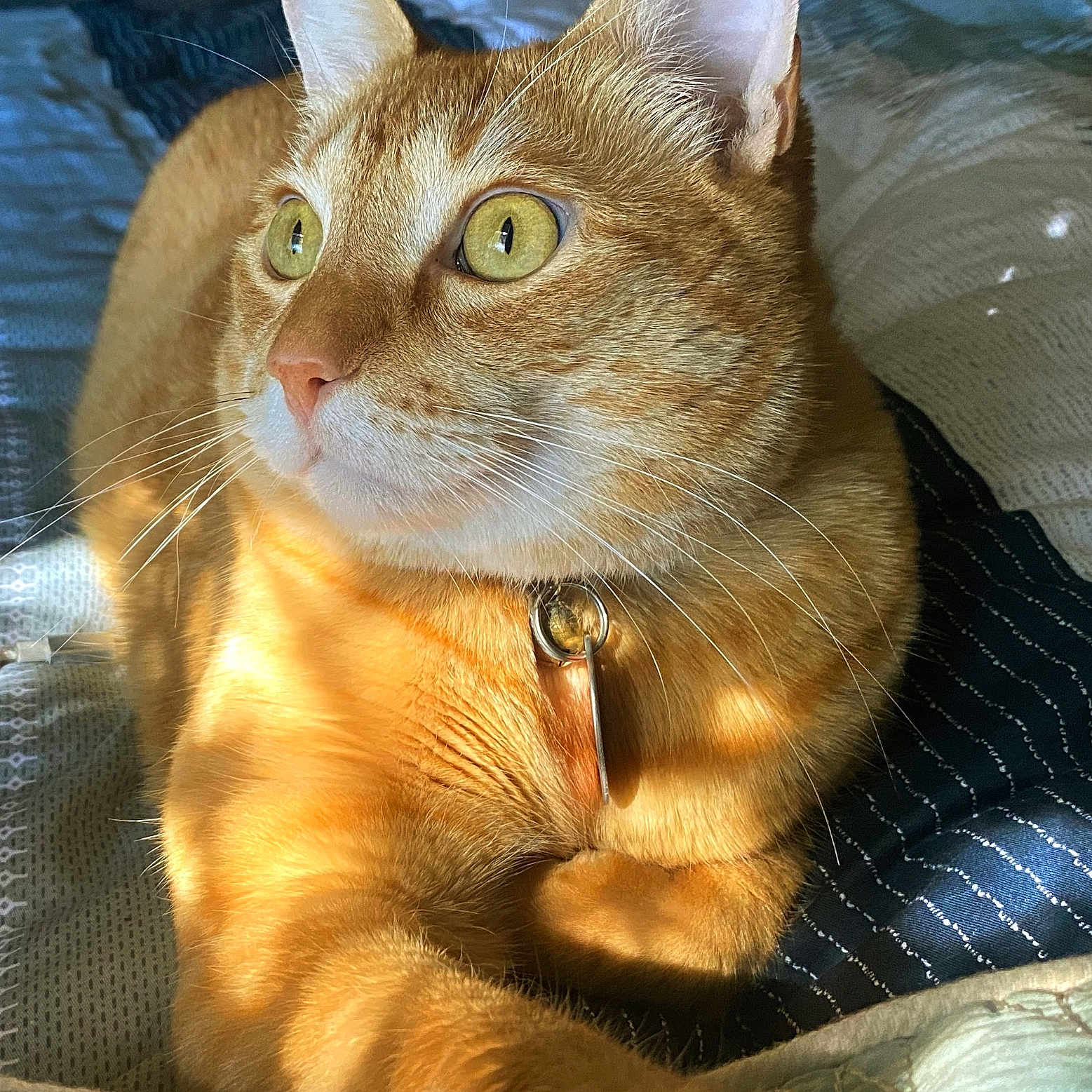 George is registered to the contest to win money with this photo: alert, animal, bed, blanket, cat, closeup, collar, cute, domestic_cat, feline, fur, indoor, mammal, orange_tabby, pet, portrait, relaxed, shadow, sunlight, whiskers