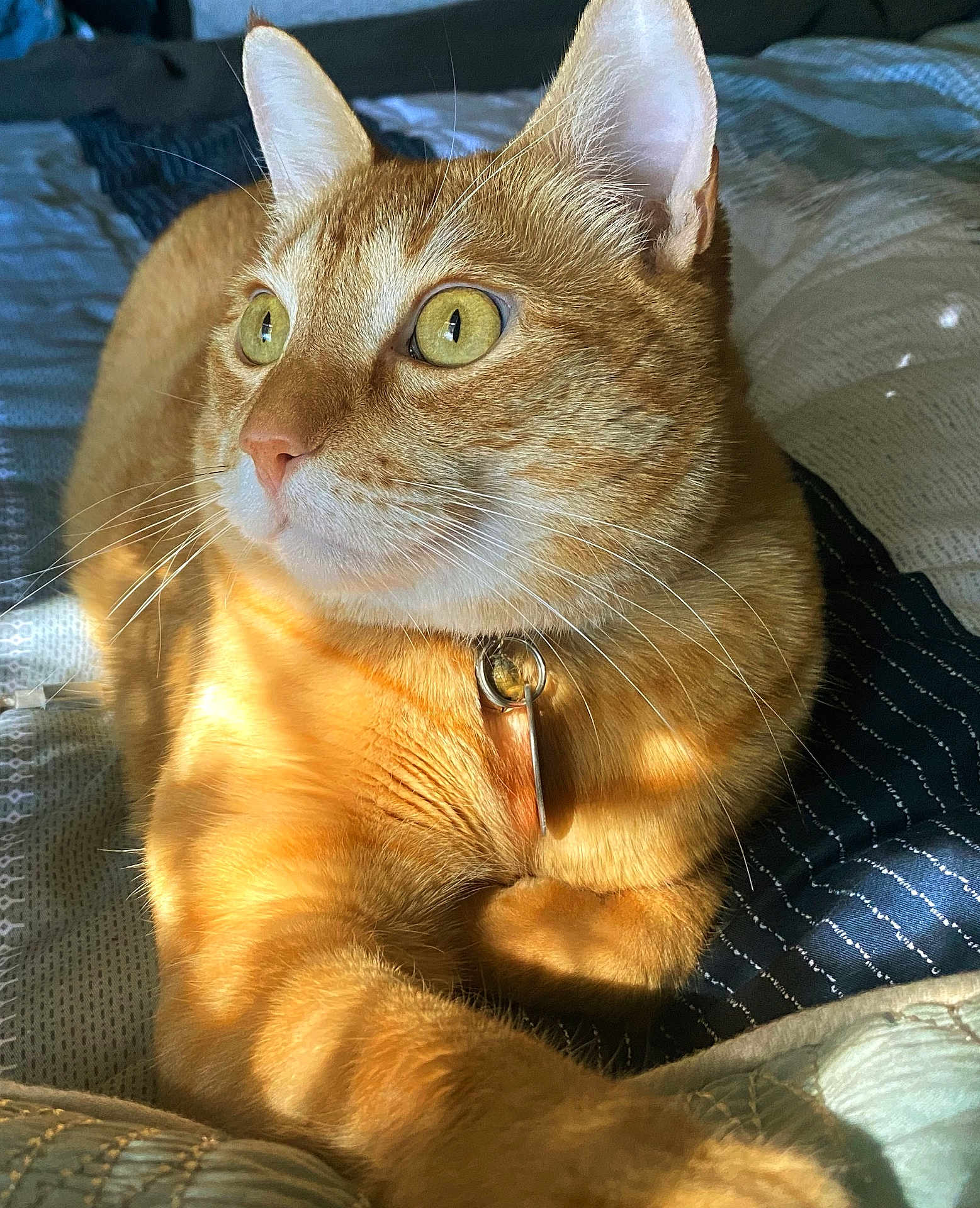 George is registered to the contest to win money with this photo: cat, orange_tabby, pet, animal, fur, whiskers, bed, blanket, sunlight, shadow, collar, indoor, closeup, relaxed, alert, cute, mammal, feline, domestic_cat, portrait