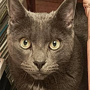 Sam a rejoint le concours — aidez-le/la à gagner de superbes lots ! cat, gray_cat, close_up, indoor, pet, animal, feline, green_eyes, fur, whiskers, face, ears, curious, looking, domestic_cat, mammal, household, cute, alert, portrait