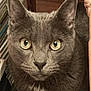 cat, gray_cat, close_up, indoor, pet, animal, feline, green_eyes, fur, whiskers, face, ears, curious, looking, domestic_cat, mammal, household, cute, alert, portrait