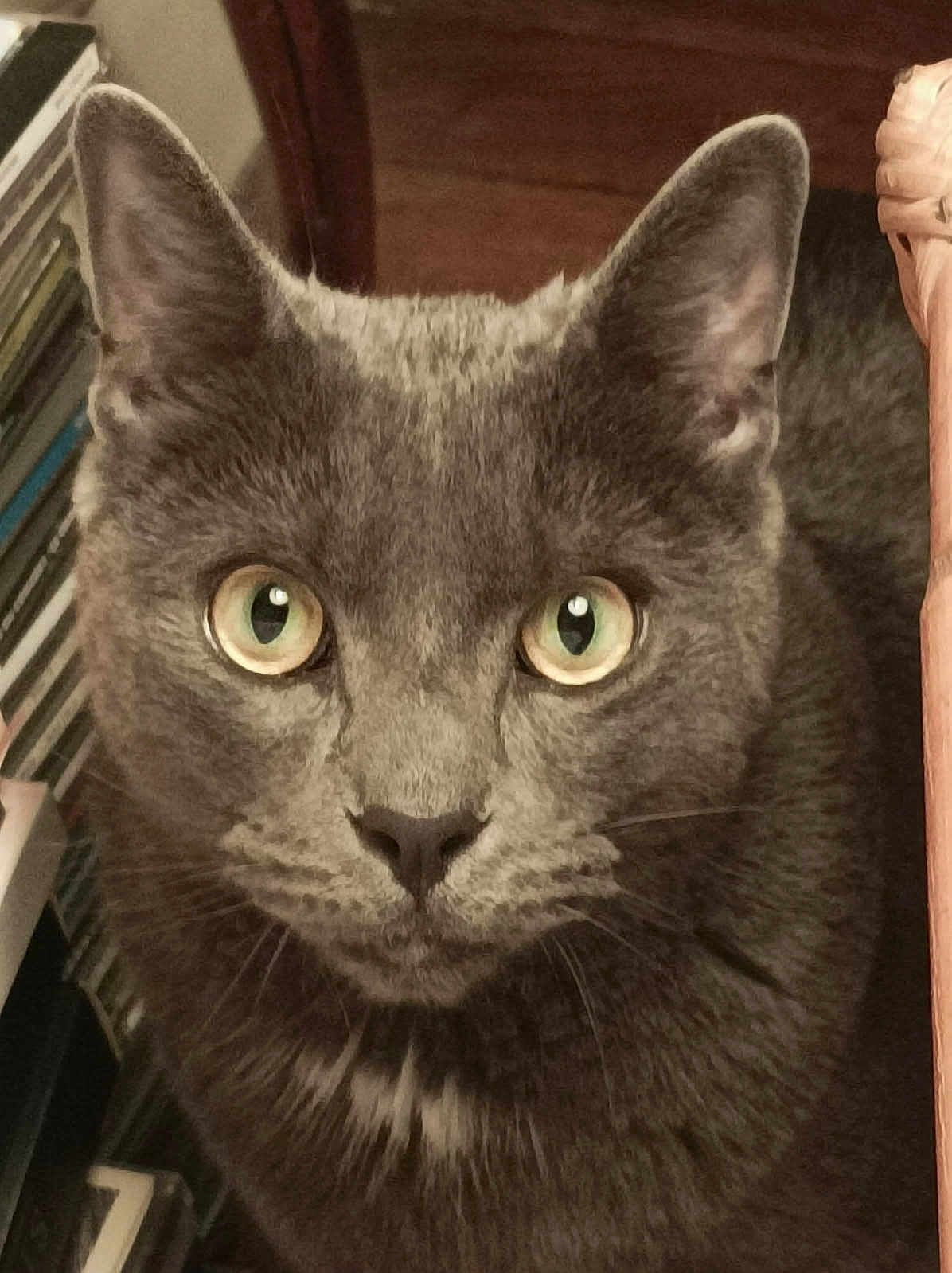 Sam a rejoint le concours — aidez-le/la à gagner de superbes lots ! cat, gray_cat, close_up, indoor, pet, animal, feline, green_eyes, fur, whiskers, face, ears, curious, looking, domestic_cat, mammal, household, cute, alert, portrait